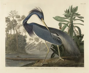 ルイジアナヘロン、1834年（織り紙に手描きのアクアチント）
